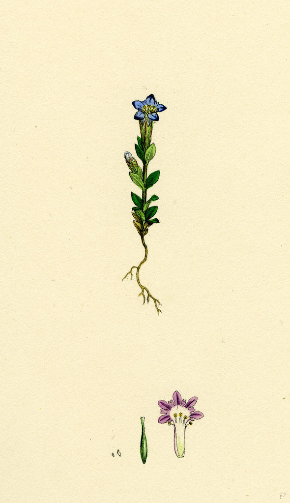 Detail of Gentiana Nivalis Small Alpine Gentian by Anonymous