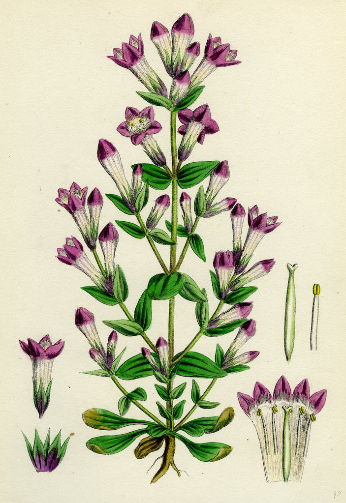 Detail of Gentiana Germanica German Gentian by Anonymous