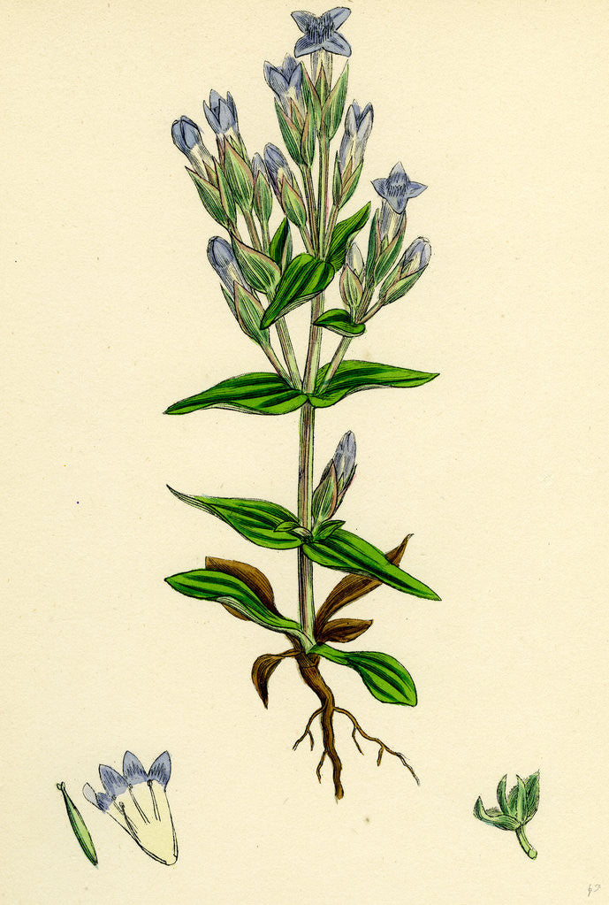 Detail of Gentiana Campestris Field Gentian by Anonymous