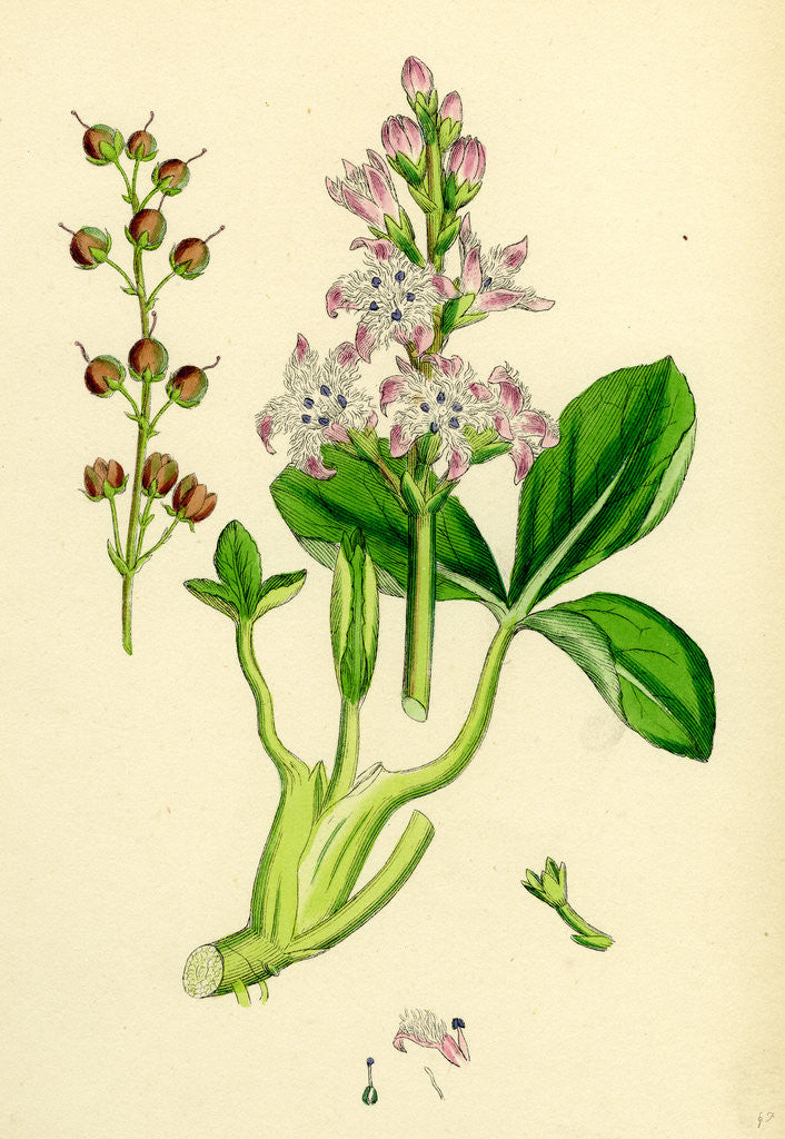 Detail of Menyanthes Trifoliata Common Buckbean by Anonymous
