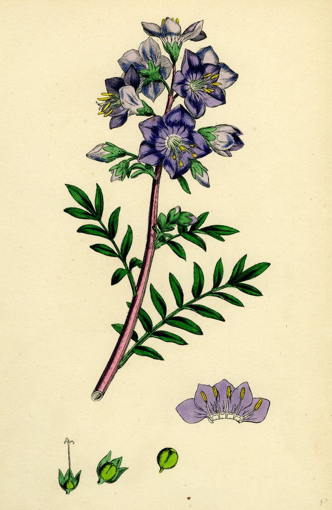 Detail of Polemonium Caeruleum Jacob's-Ladder by Anonymous
