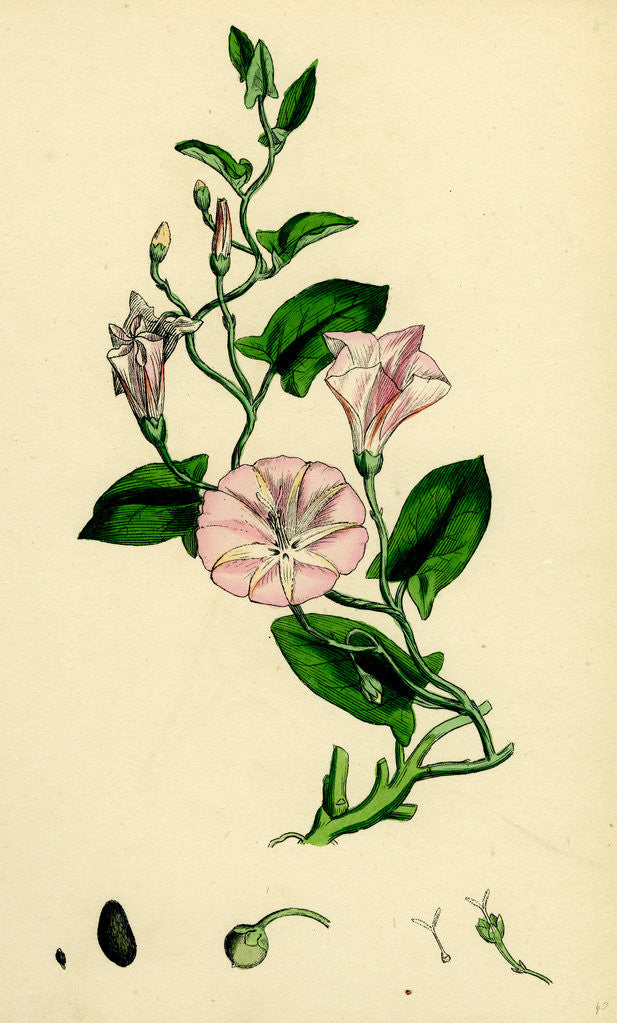 Detail of Convolvulus Arvensis Small Bindweed by Anonymous