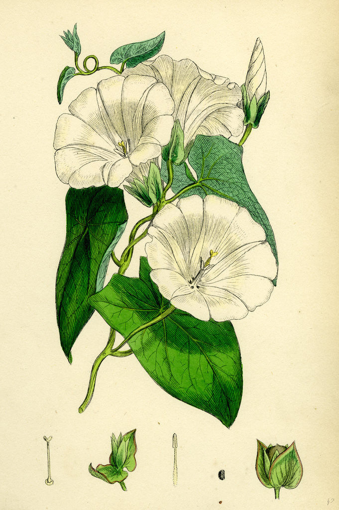 Detail of Convolvulus Sepium Great Bindweed by Anonymous