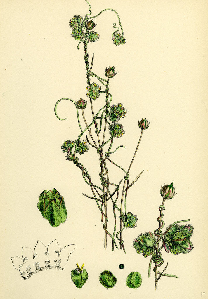 Detail of Cuscuta Epilinum Flax Dodder by Anonymous