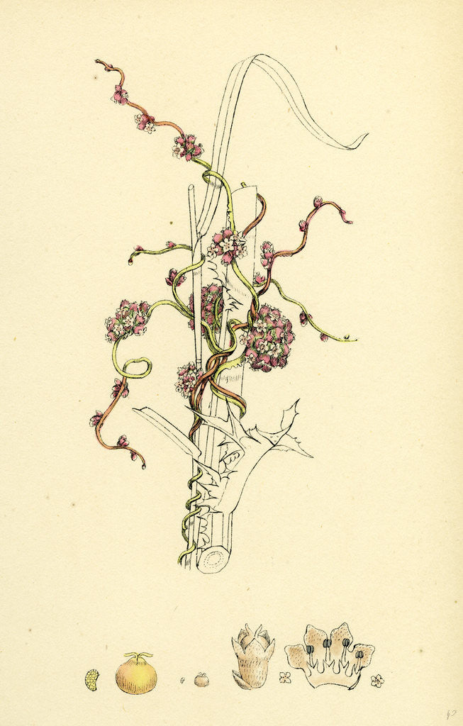 Detail of Cuscuta Europaea Greater Dodder by Anonymous