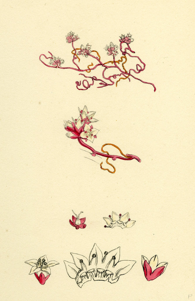 Detail of Cuscuta Epithymum Lesser Dodder by Anonymous