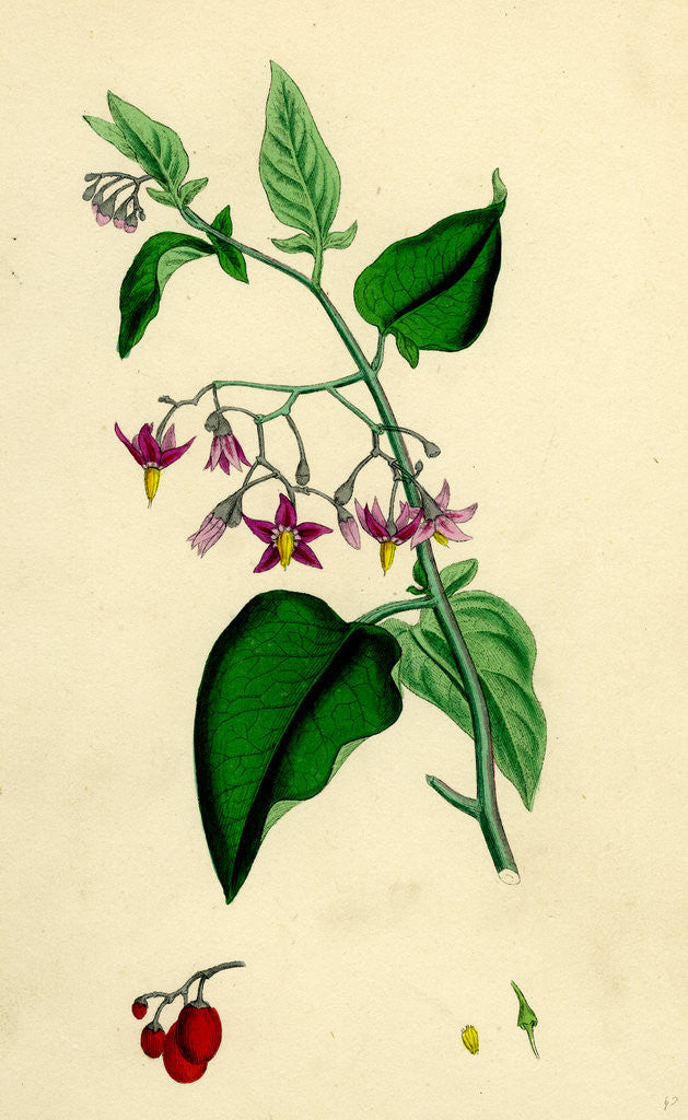 Detail of Solanum Dulcamara Woody Nightshade by Anonymous