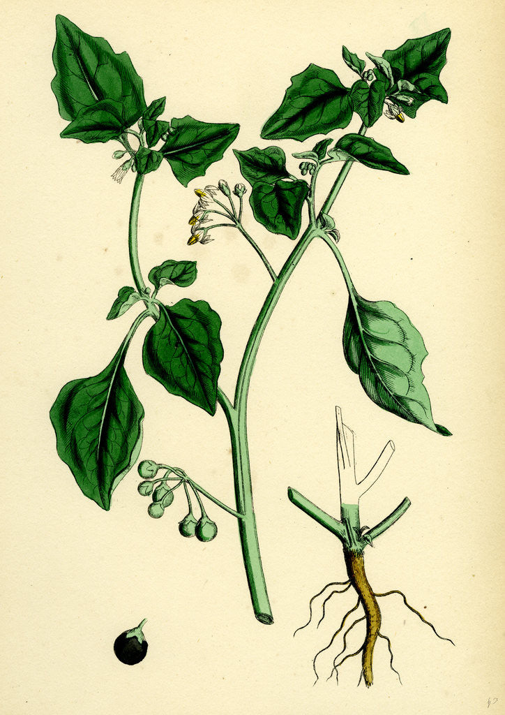 Detail of Solanum Nigrum Var. A Black Nightshade by Anonymous