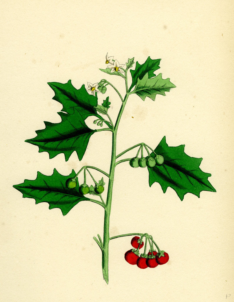 Detail of Solanum Nigrum Var. B Red Nightshade by Anonymous