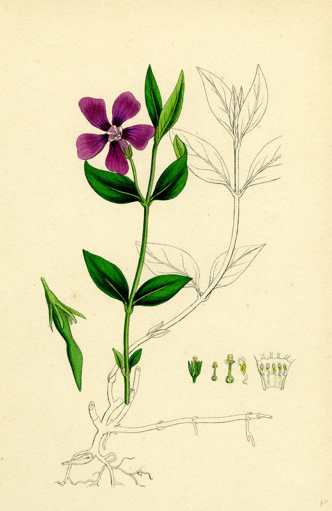 Detail of Vinca Minor Lesser Periwinkle by Anonymous
