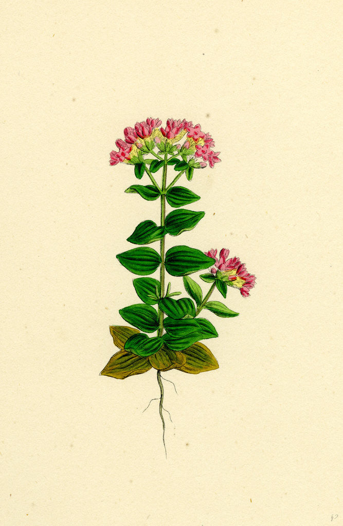 Detail of Erythraea Latifolia Broad-Leaved Centaury by Anonymous