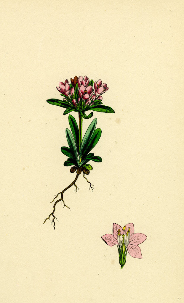 Detail of Erythraea Littoralis Narrow-Leaved Centaury by Anonymous