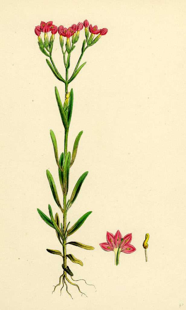 Detail of Erythraea Littoralis Narrow-Leaved Centaury by Anonymous