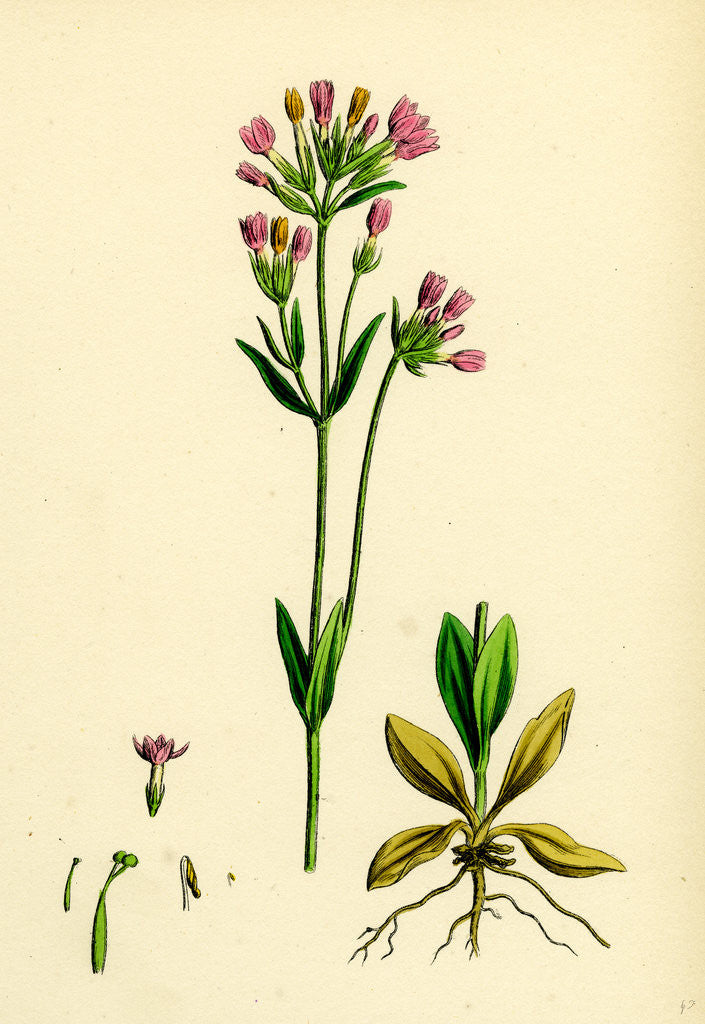 Detail of Erythraea Centaurium Common Centaury by Anonymous