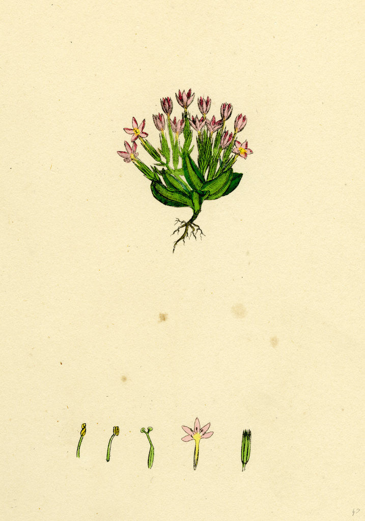 Detail of Erythraea Pulchella Slender Centaury by Anonymous