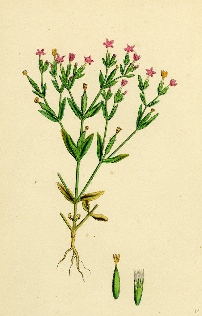 Detail of Erythraea Pulchella Slender Centaury by Anonymous