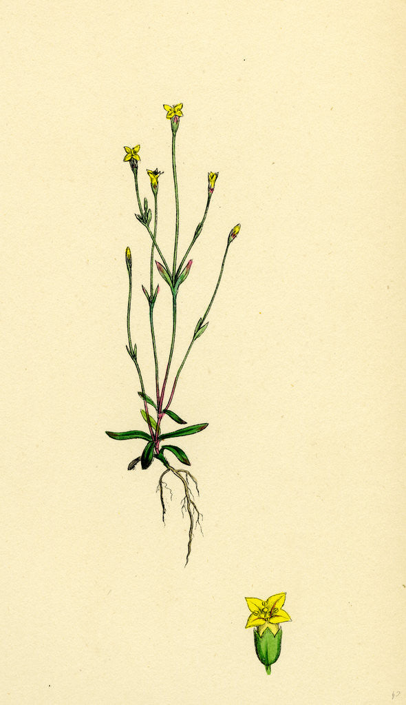 Detail of Cicendia Filiformis Slender Cicendia by Anonymous