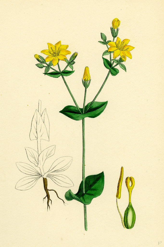 Detail of Chlora Perfoliata Yellow Centaury by Anonymous