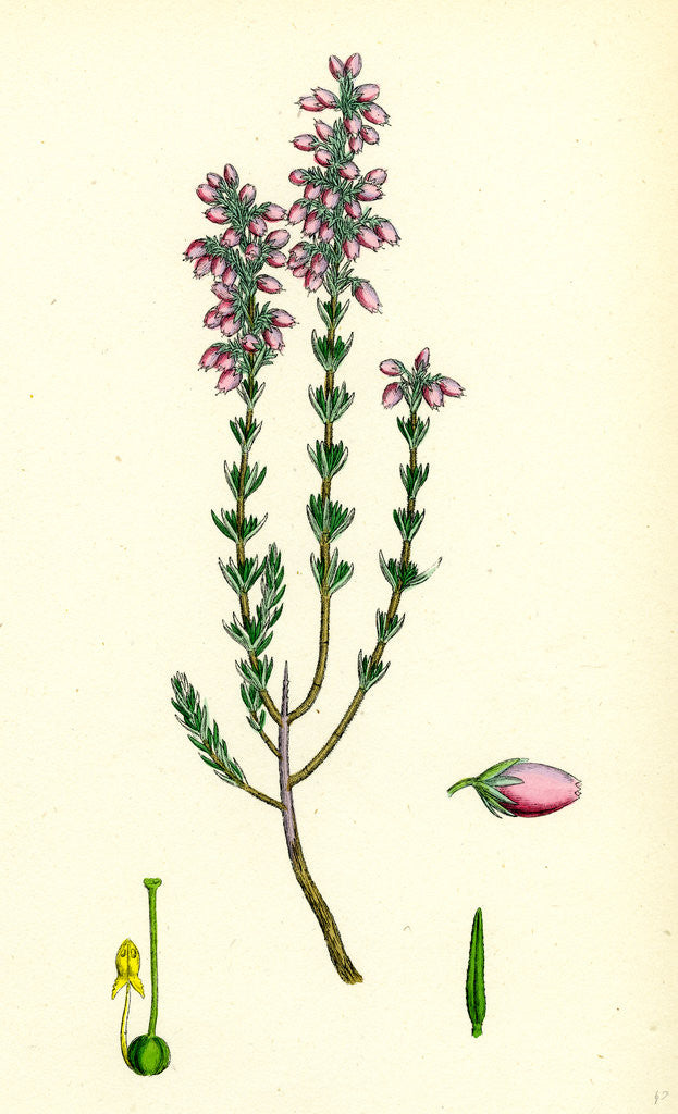 Detail of Erica Cinerea Fine-Leaved Heath by Anonymous