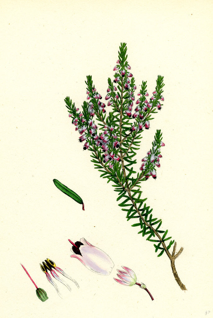 Detail of Erica Hibernica Irish Heath by Anonymous