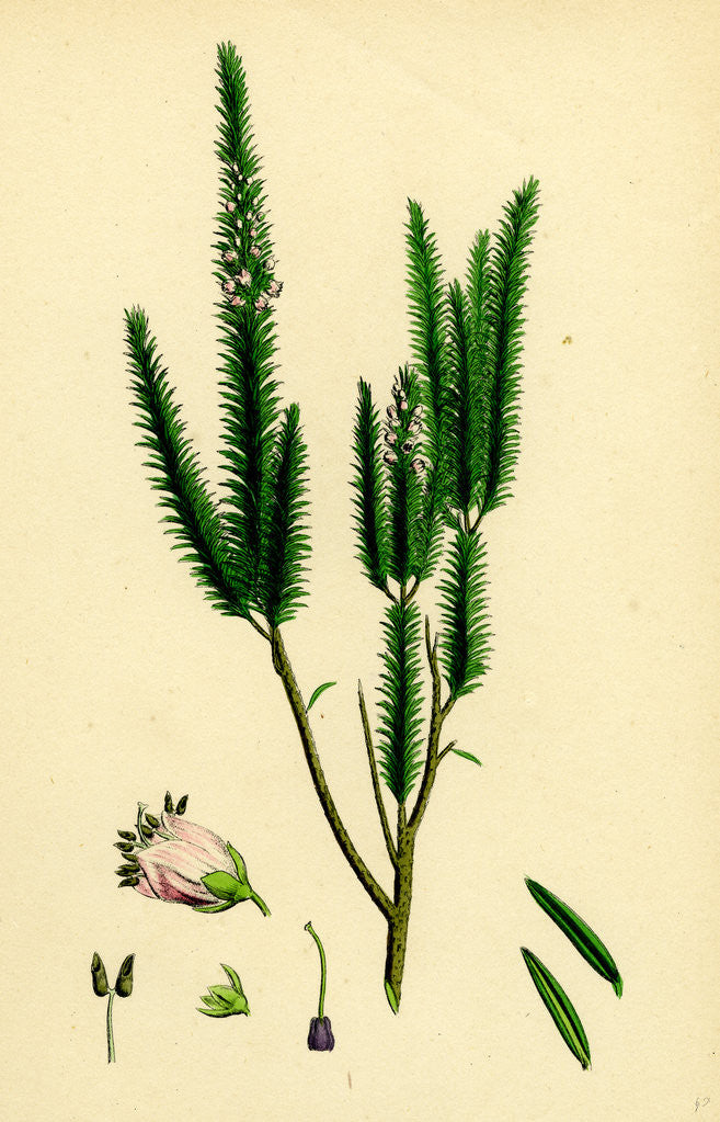 Detail of Erica Vagans Cornish Heath by Anonymous