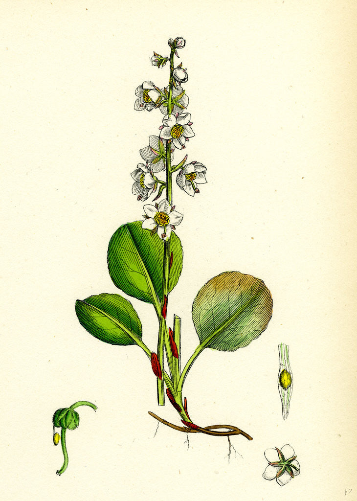 Detail of Pyrola Rotundifolia Var. Genuina Round-Leaved Winter-Green Var. A. by Anonymous