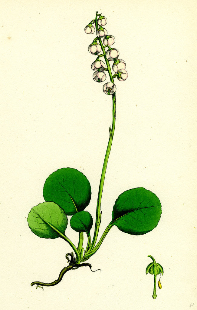 Detail of Pyrola Media Intermediate Winter-Green by Anonymous