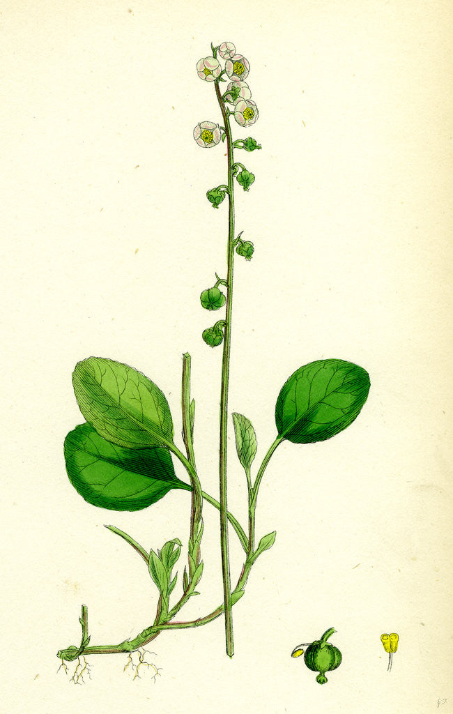 Detail of Pyrola Minor Lesser Winter-Green by Anonymous