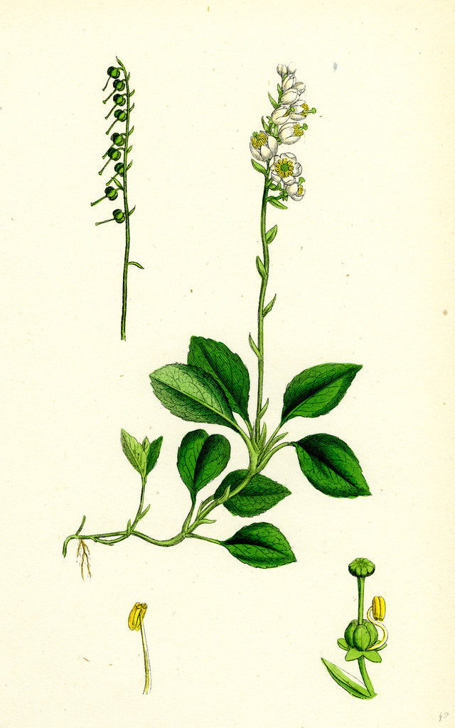 Detail of Pyrola Secunda Serrated Winter-Green by Anonymous