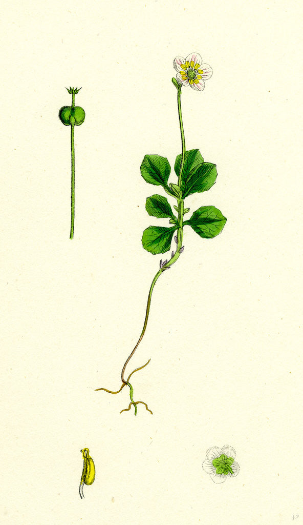 Detail of Pyrola Uniflora Single-Flowered Winter-Green by Anonymous