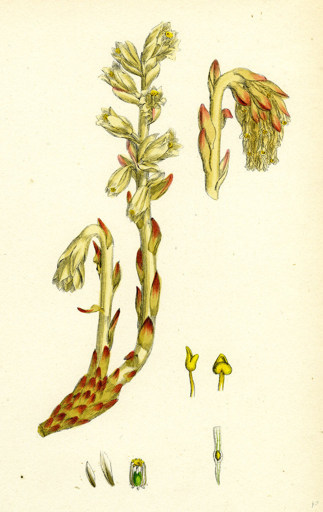 Detail of Monotropa Hypopitys Yellow Bird's-Nest by Anonymous