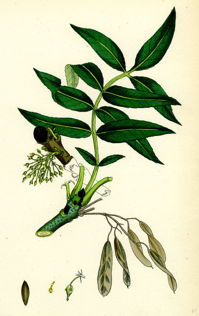 Detail of Fraxinus Excelsior Common Ash by Anonymous