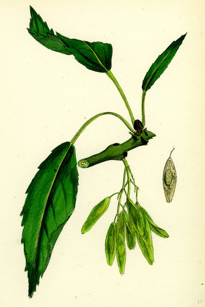 Detail of Fraxinus Excelsior Heteropylla Simple-Leaved Ash by Anonymous