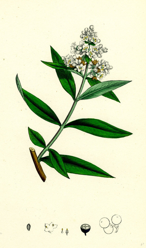 Detail of Ligustrum Vulgare Common Privet by Anonymous