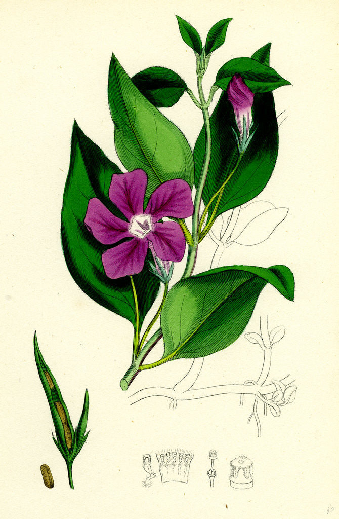 Detail of Vinca Major Greater Periwinkle by Anonymous