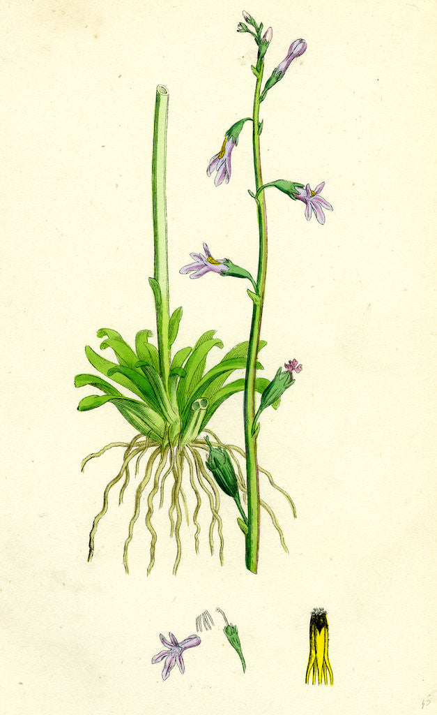 Detail of Lobelia Dortmanna Water Lobelia by Anonymous