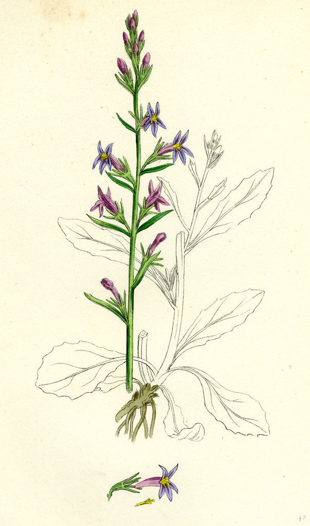 Detail of Lobelia Urens Acrid Lobelia by Anonymous