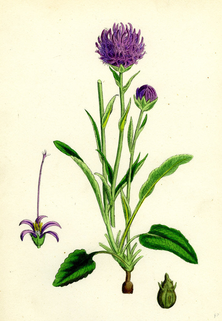 Detail of Phyteuma Orbiculare Round-Headed Rampion by Anonymous