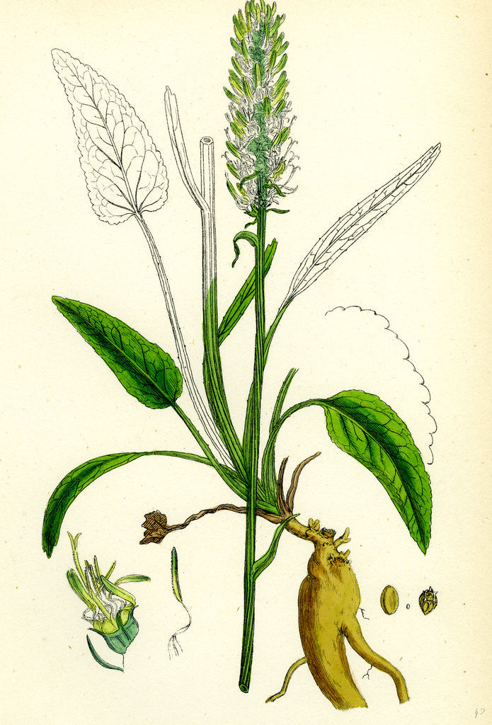 Detail of Phyteuma Spicatum Spiked Rampion by Anonymous