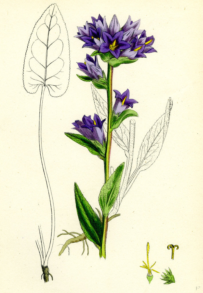 Detail of Campanula Glomerata Clustered Bell-Flower by Anonymous