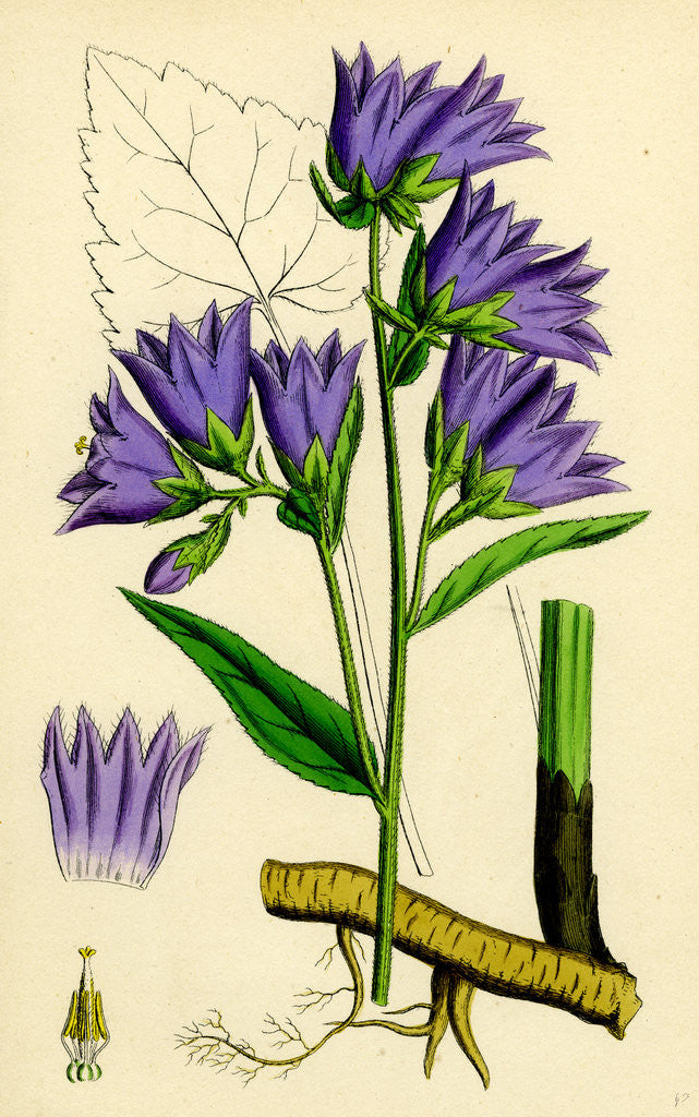 Detail of Campanula Trachelium Nettle-Leaved Bell-Flower by Anonymous