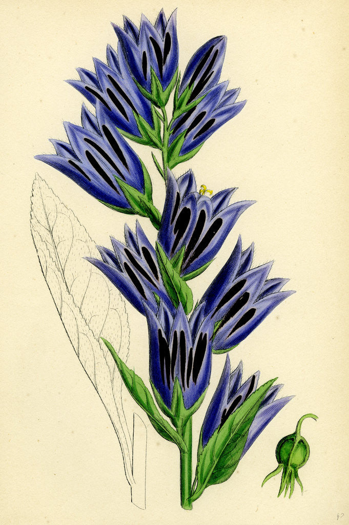 Detail of Campanula Latifolia Giant Bell-Flower by Anonymous