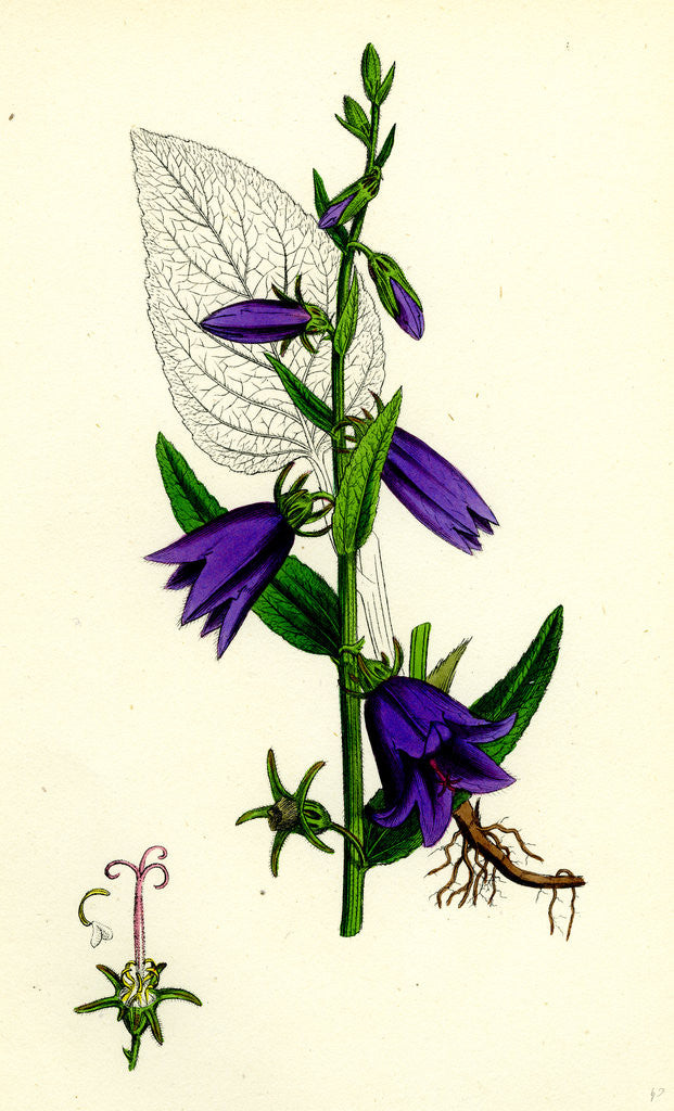Detail of Campanula Rapunculoides Creeping Bell-Flower by Anonymous