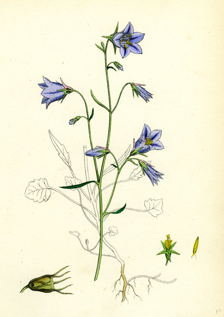 Detail of Campanula Rotundifolia Hare-Bell by Anonymous