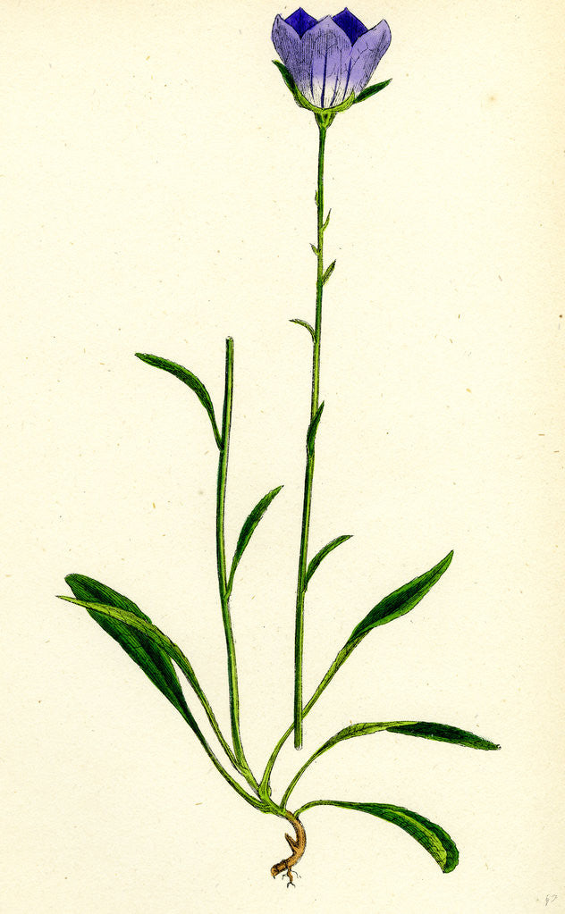 Detail of Campanula Persicifolia Peach-Leaved Bell-Flower by Anonymous