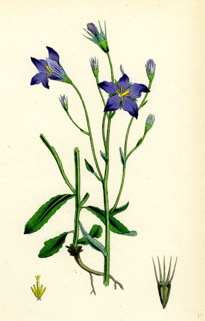 Detail of Campanula Patula Spreading Bell-Flower by Anonymous