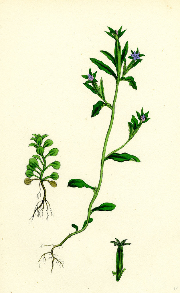 Detail of Campanula Hybrida Small-Flowered Venus'-Looking-Glass by Anonymous