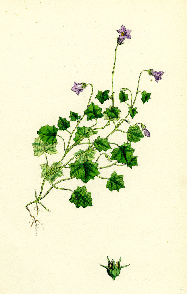Detail of Campanula Hederacea Ivy-Leaved Bell-Flower by Anonymous