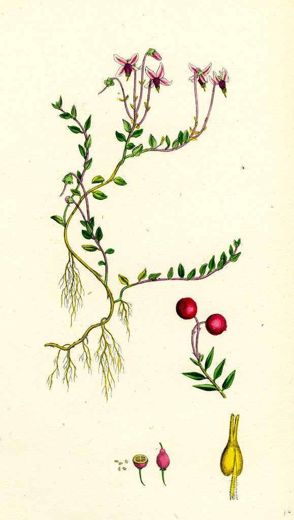 Detail of Vaccinium Oxycoccos Marsh Cranberry by Anonymous