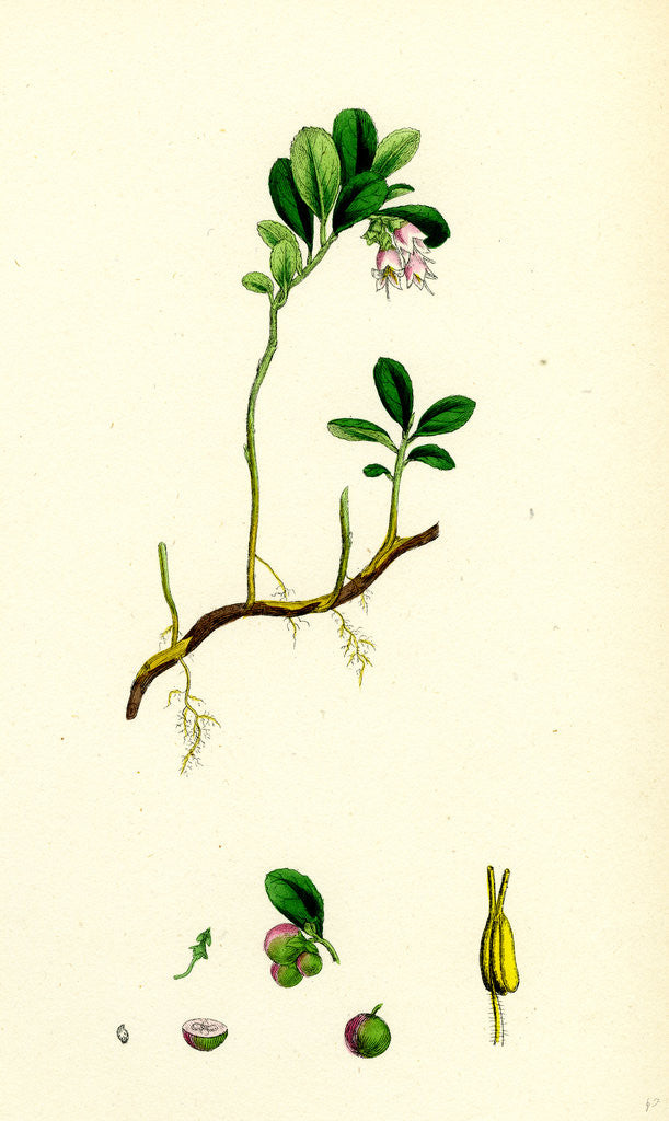 Detail of Vaccinium Vitis-Idaea Red Whortleberry by Anonymous